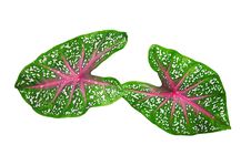 Two Leaves Stock Photography Two Leaves Stock Photography