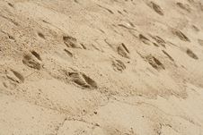 Foot Prints In Sand Stock Photo Foot Prints In Sand Stock Photo