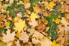 Yellow Maple Leafs On Green Grass Stock Photo Yellow Maple Leafs On Green Grass Stock Photo
