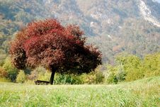 Red Tree And The Park Bench Royalty Free Stock Photos