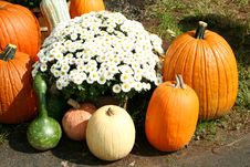 Bunch Of Pumpkins And A Mum Stock Photo Bunch Of Pumpkins And A Mum Stock Photo