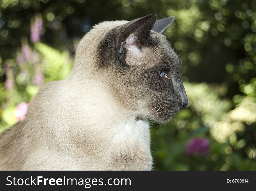 Cute siamese domestic cat with blurry background