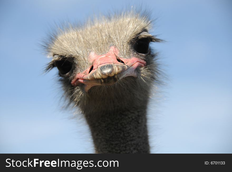 Close up of an ostrich staring back at the camera. Close up of an ostrich staring back at the camera