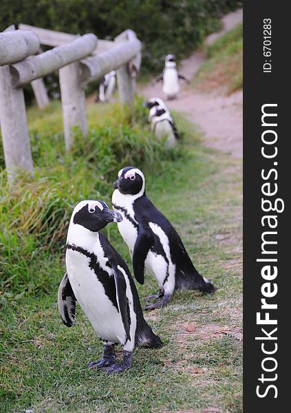 Penguins along a stretch of road