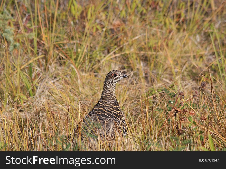 A spruce grouse hides in a roadside ditch