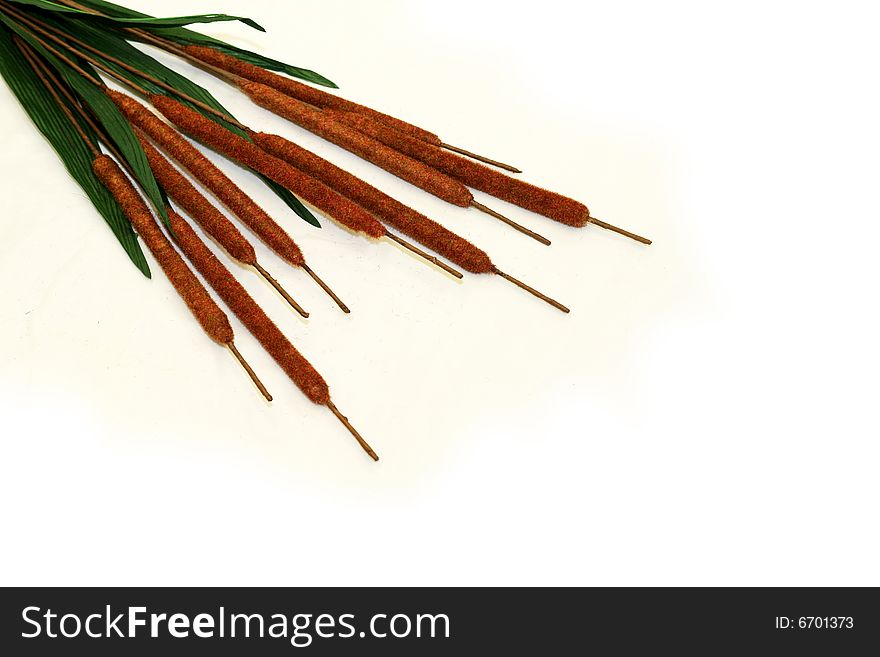 Bunch of bamboo sticks for natural decoration