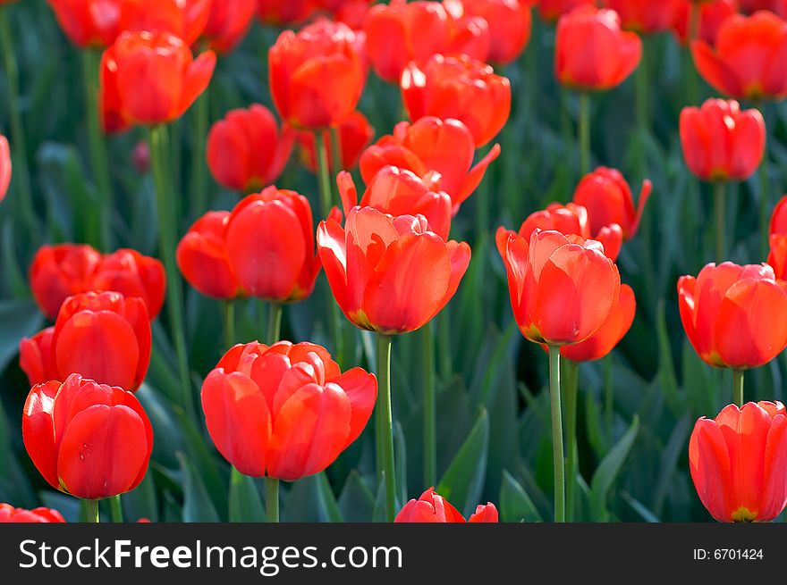 Beautiful spring red tulips in the park