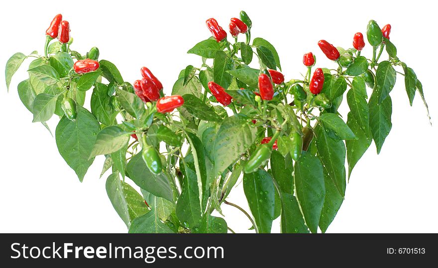 Red hot pepper isolated on white