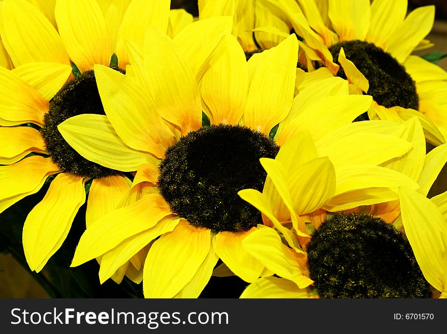 Bunch of natural yellow sunflowers blossom decoration. Bunch of natural yellow sunflowers blossom decoration