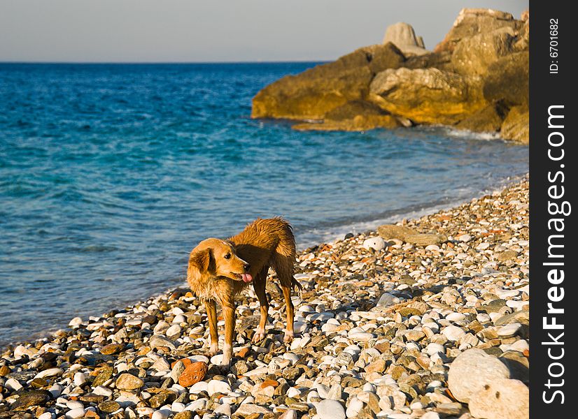 Dog on a beach after swimming in the sea. Rocks on the background. Samos Island, Greece.