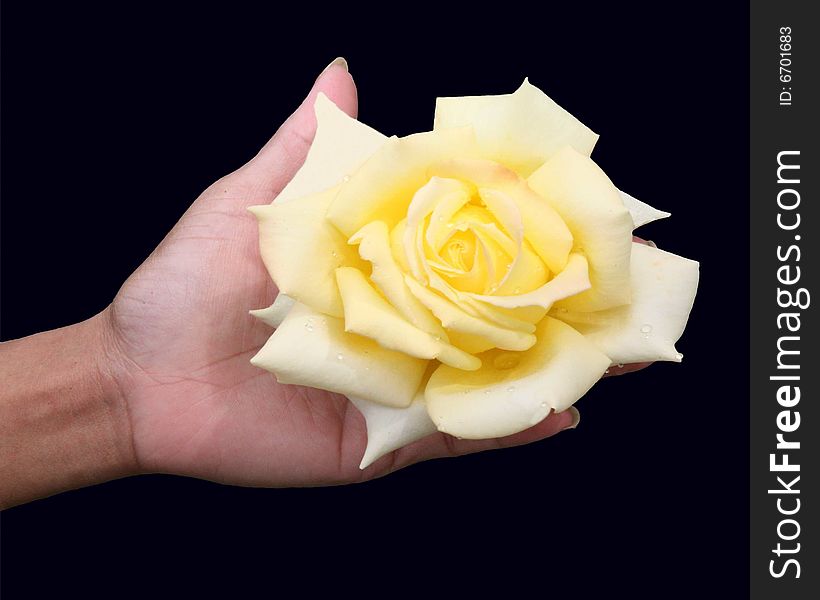 Yellow rose in a ladies hand with a black background. Yellow rose in a ladies hand with a black background.