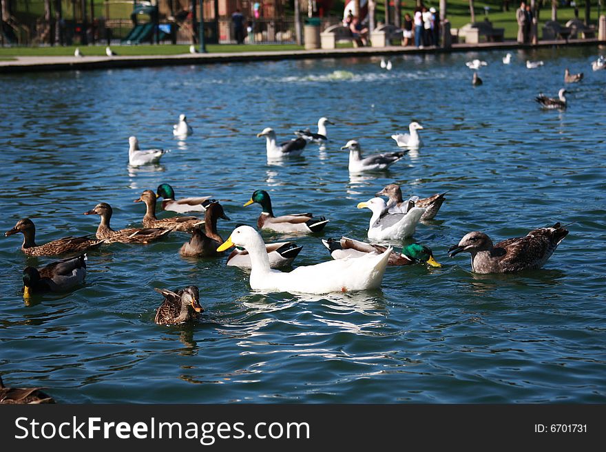 All kinds of ducks in a lake. All kinds of ducks in a lake