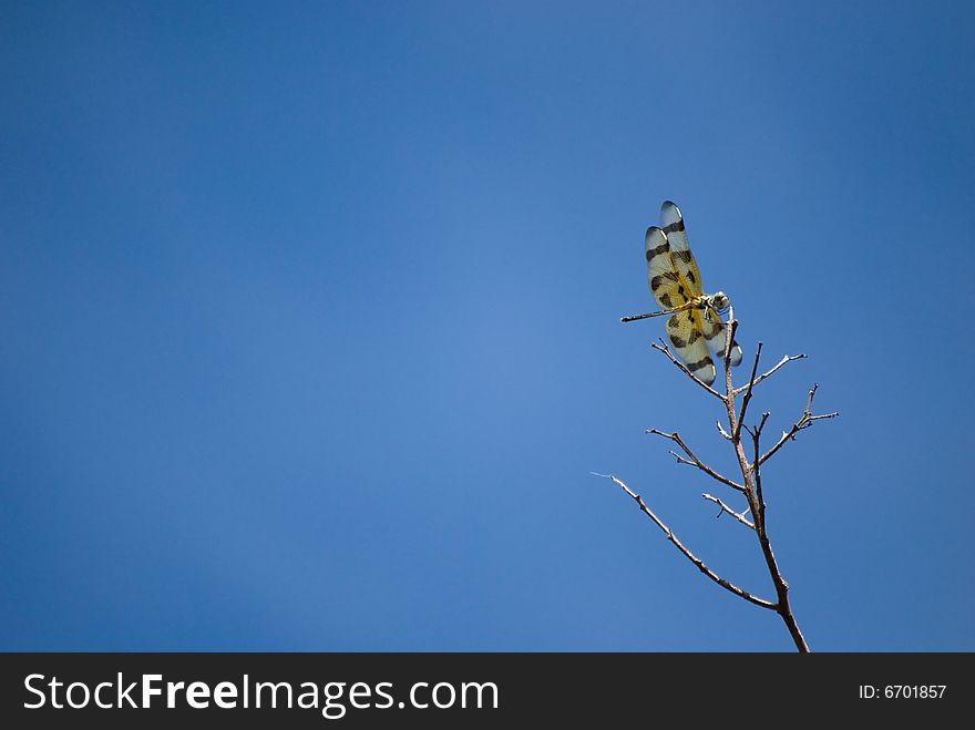 Dragonfly on a bare tree branch against a blue sky. Dragonfly on a bare tree branch against a blue sky