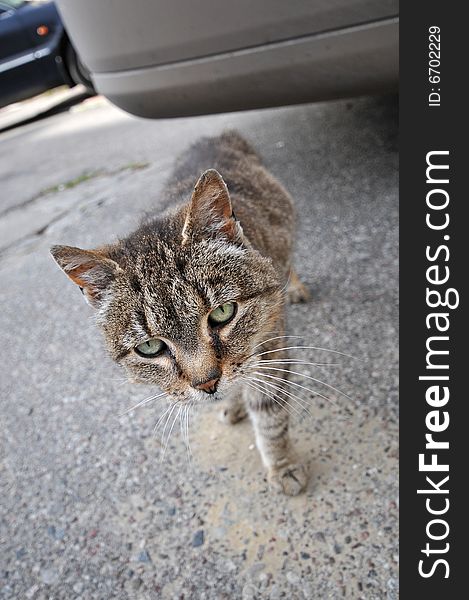 Image of homeless cat on street. Image of homeless cat on street