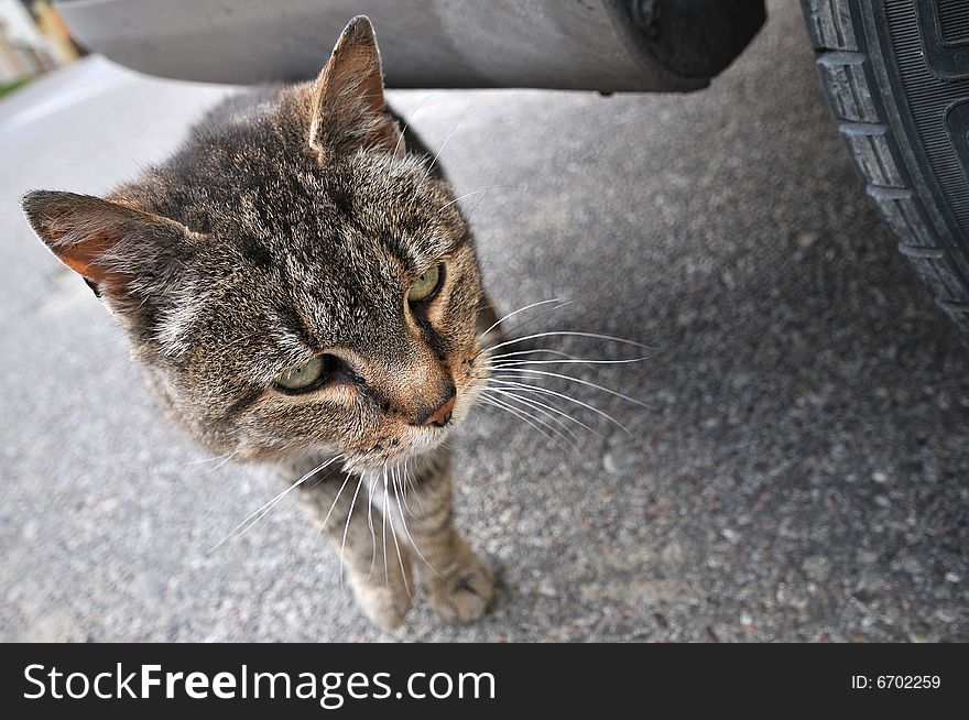 Take me home, homeless cat on street