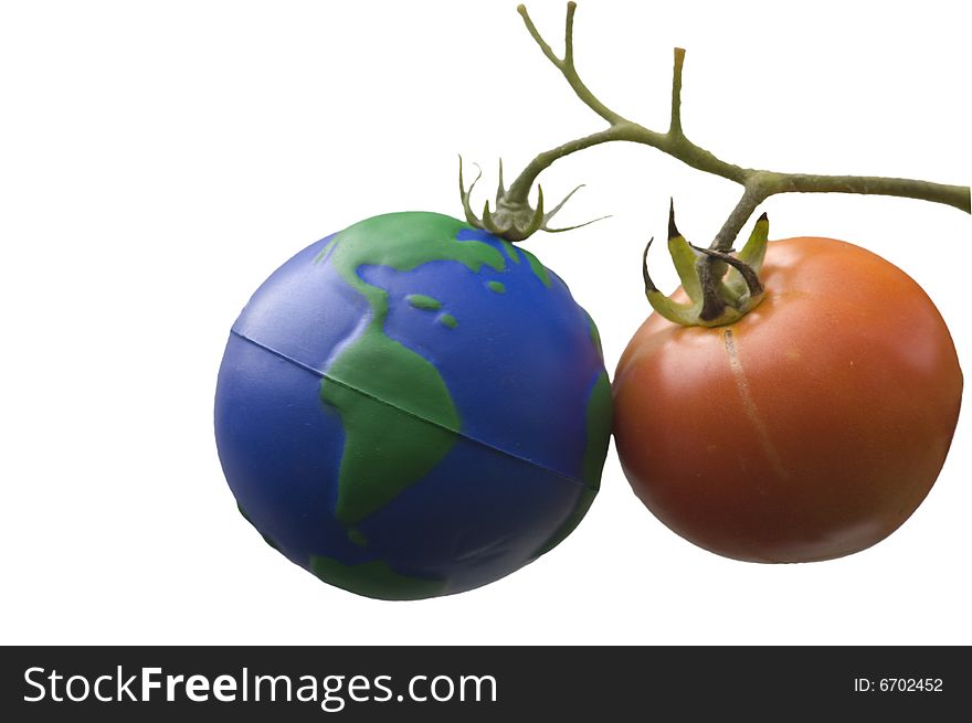 Concept picture with a rubber Earth globe hanging together with a red tomato on a vine, isolated on white. Concept picture with a rubber Earth globe hanging together with a red tomato on a vine, isolated on white.
