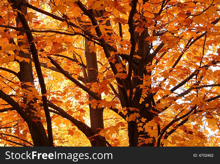 Background formed by vibrant orange leaves in trees. Background formed by vibrant orange leaves in trees