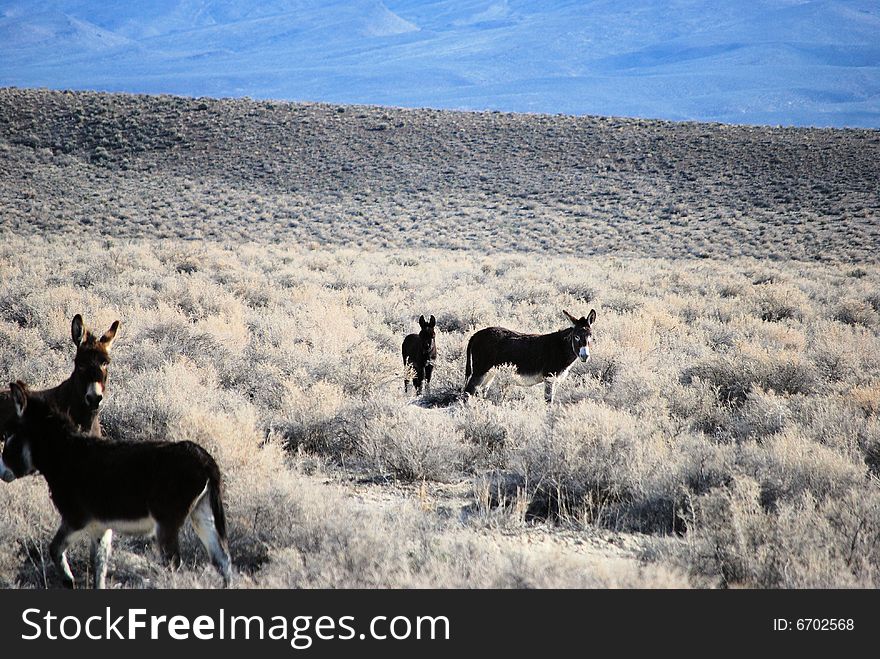 Wild donkeys in north Arizona