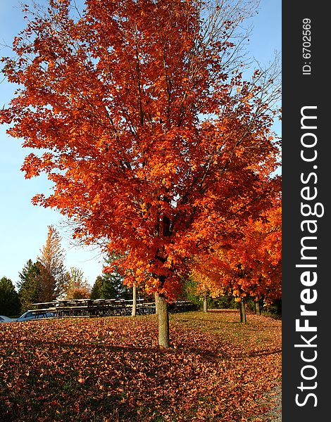 Beautiful tree with vibrant orange leaves in a park. Beautiful tree with vibrant orange leaves in a park