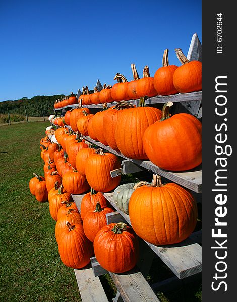 Pumpkins stacked on shelves at farm. Pumpkins stacked on shelves at farm