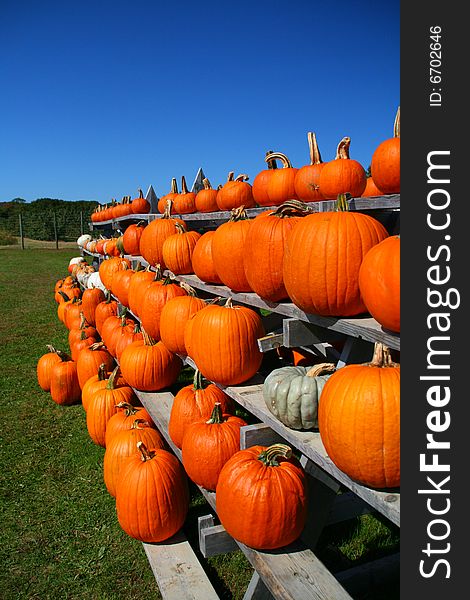 Pumpkins stacked on shelves at farm. Pumpkins stacked on shelves at farm