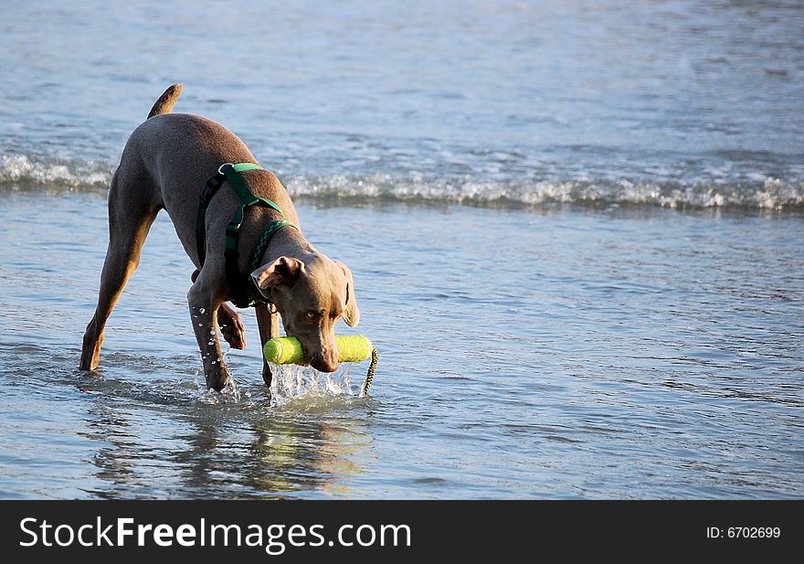 Dog playing fetch in the ocean. Dog playing fetch in the ocean