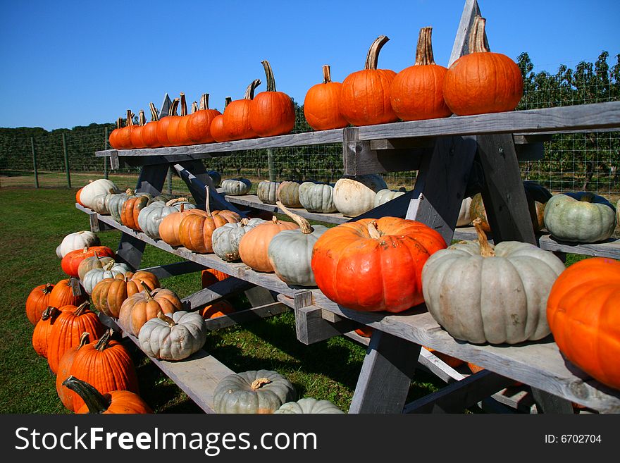 Pumpkins stacked on shelves at farm. Pumpkins stacked on shelves at farm