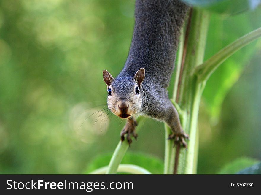 Squirrel, take at garden. at sunflower plant.