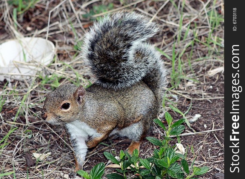 California Grey Squirrel