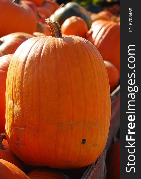 Bunch of pumpkins on a farmers market