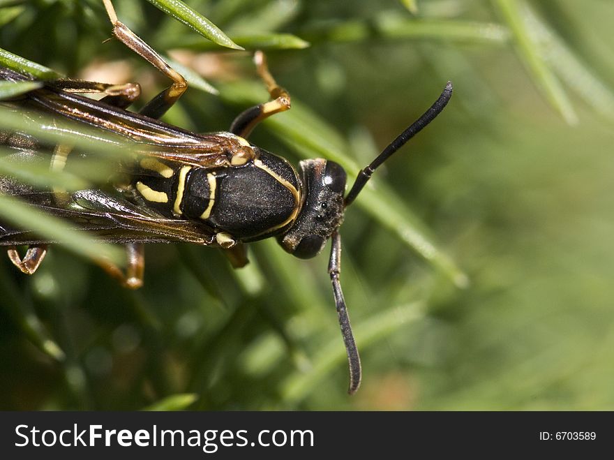 A wasp peeking out from inside a tree