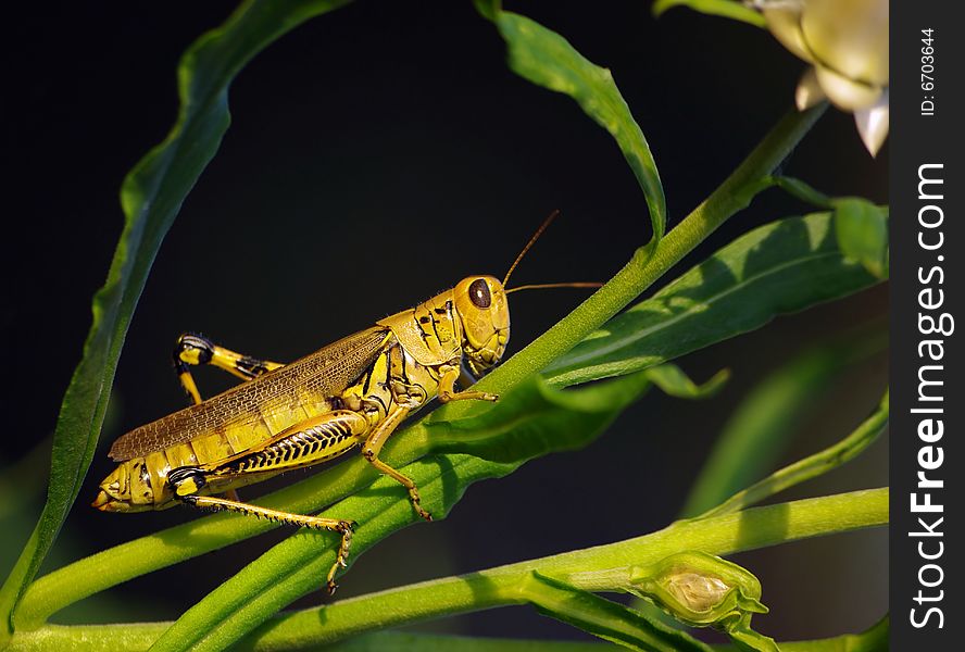 Grasshopper On Straw Flower