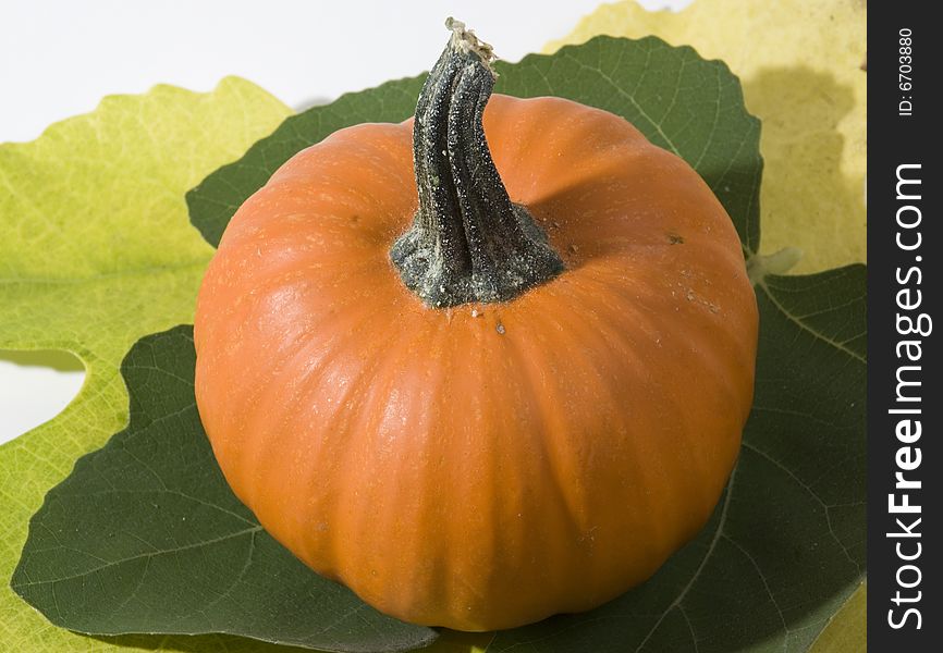 A small pumpkin and fig leaves.