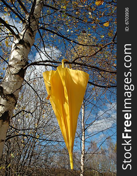 A yellow umbrella hanging from the branch of a birch tree, on a sunny autumn day.