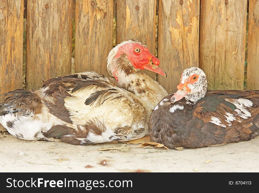 Close up of the hybrid of the turkey and duck. Close up of the hybrid of the turkey and duck.