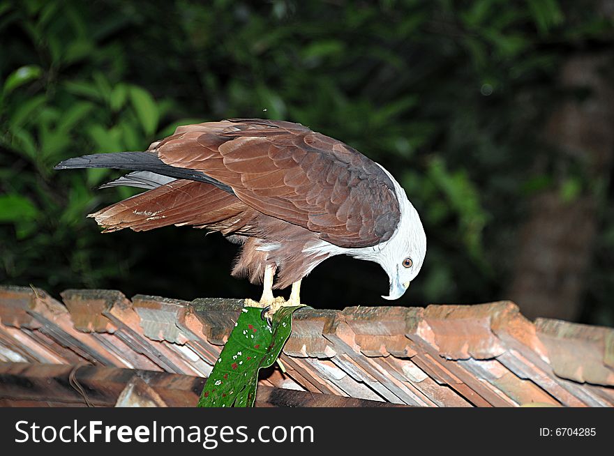 A colourful eagle eating food. A colourful eagle eating food