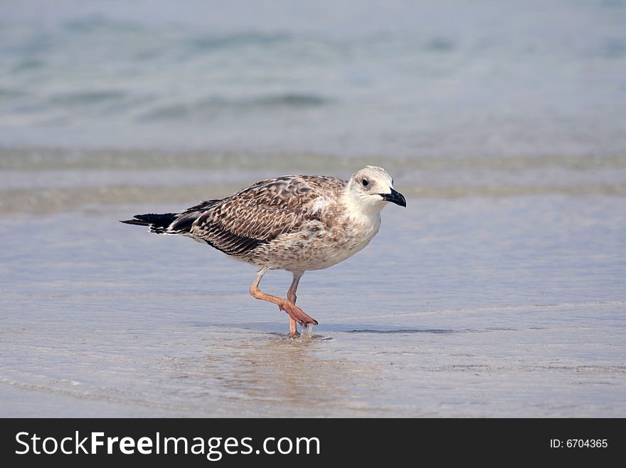 Sea-gull on the shore