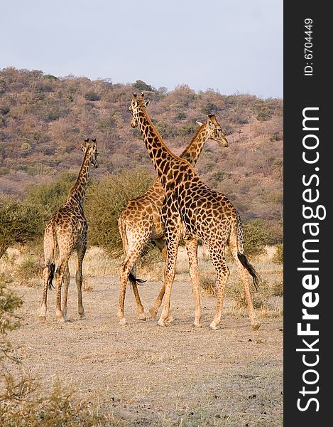 This picture was taken near Bela Bela in the Limpopo area of South Afica. This family of giraffes literally gave me the cold shoulder when I photographed them. This picture was taken near Bela Bela in the Limpopo area of South Afica. This family of giraffes literally gave me the cold shoulder when I photographed them.