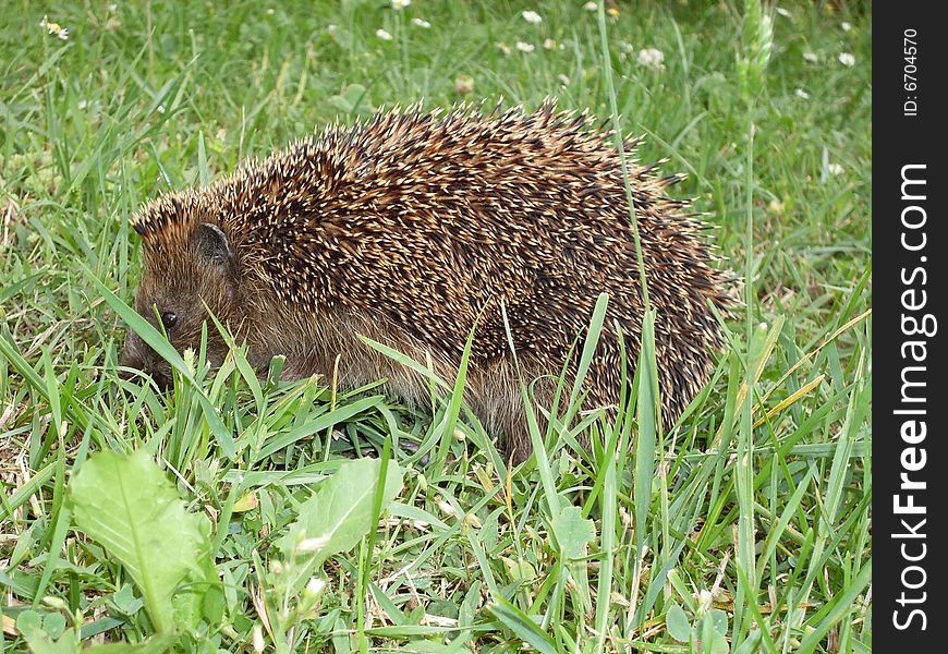 Hedgehog