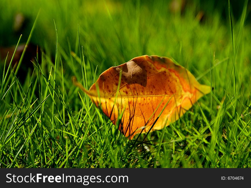 Autumnal leaf on a meadow