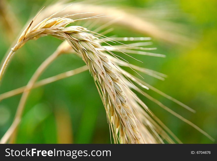 Single spikelet macro shot in field