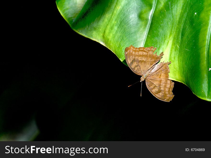 Green leaf with small butterfly