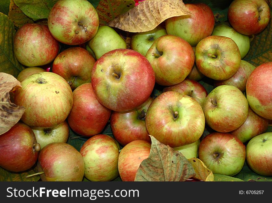 Inside of the basket containing mature apples