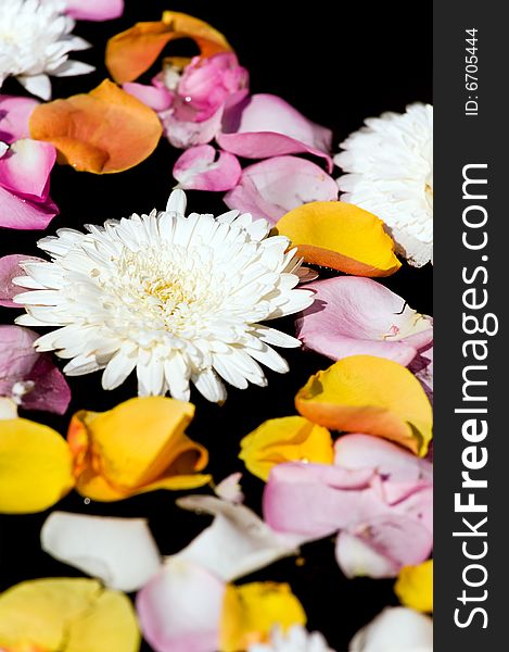 White flowers and colour petals in water. White flowers and colour petals in water