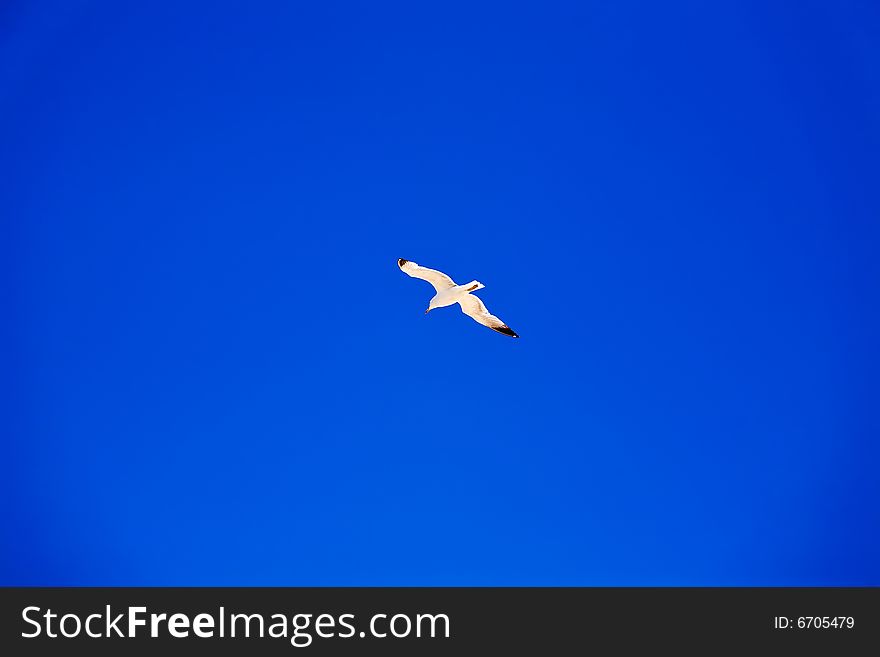 Seagull flying in blue sky