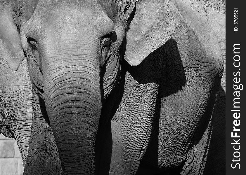 Elephant on black and white