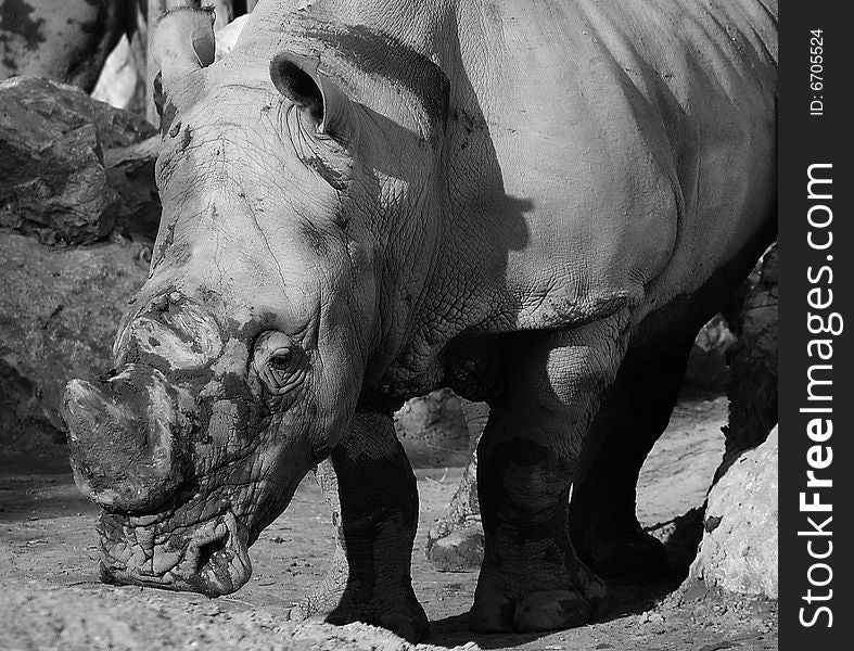 Rhinoceros on black and white