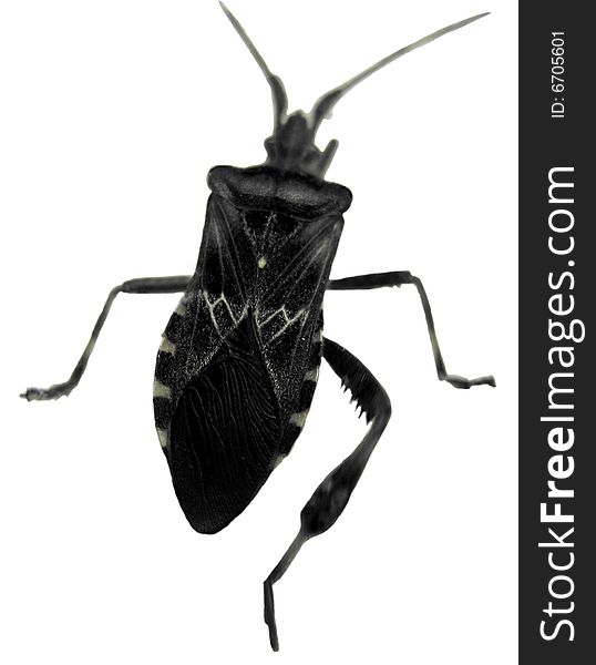 Black beetle isolated on white background.