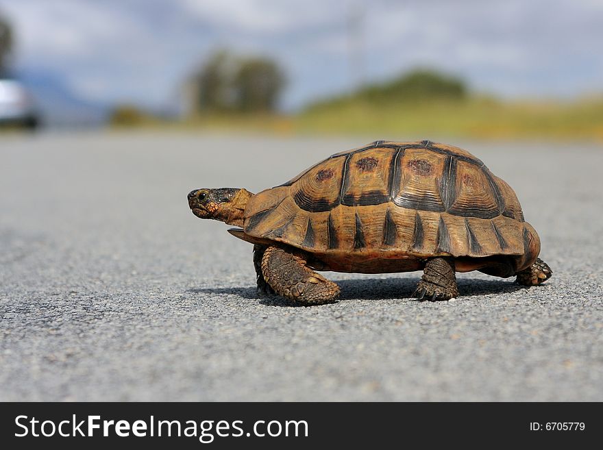 Juvenile African Mountain tortoise trundling across a road