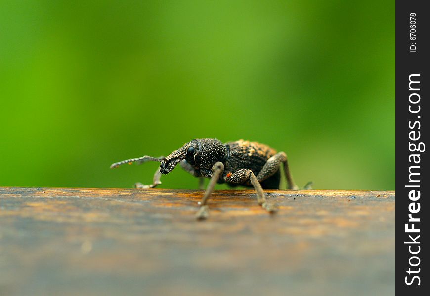 Close up of a long snouted weevil